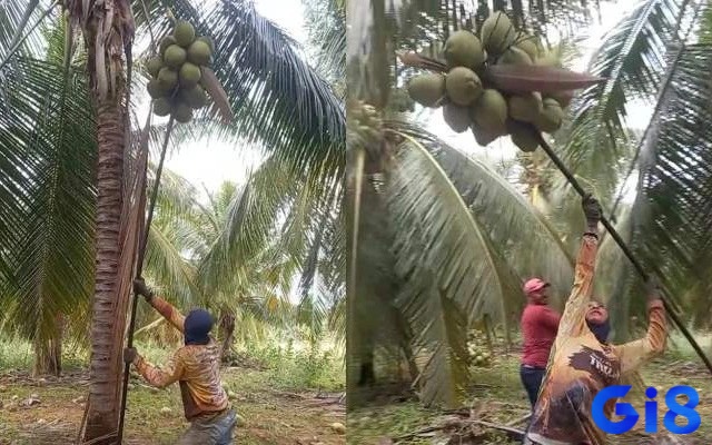 Khi mơ thấy mình đang hái quả dừa điều này có thể biểu thị cho những tài lộc